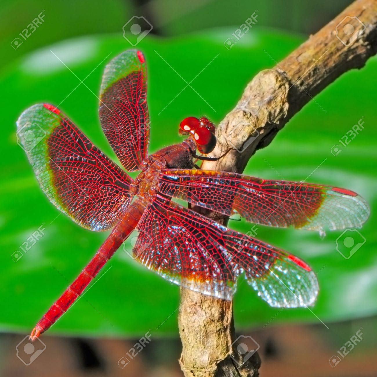 タイの蜻蛉 赤とんぼ 男性 Trithemis オーロラ の写真素材 画像素材 Image