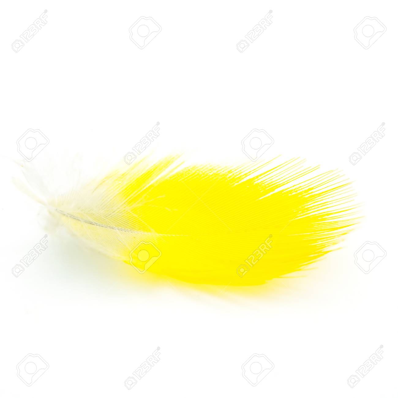 黄色の羽が白で隔離 の写真素材 画像素材 Image