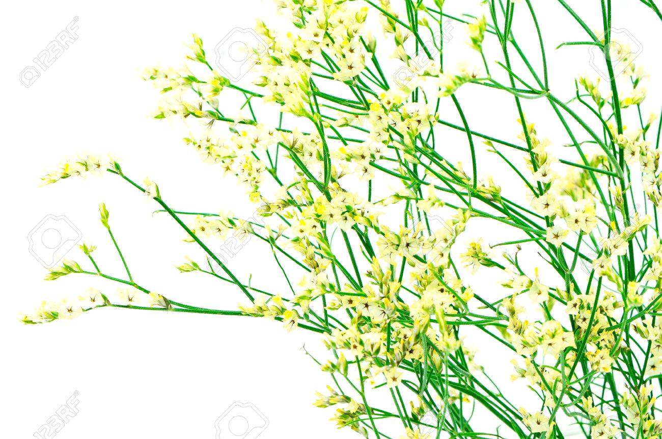 美しい黄色いスターチスの花が白で隔離 の写真素材 画像素材 Image