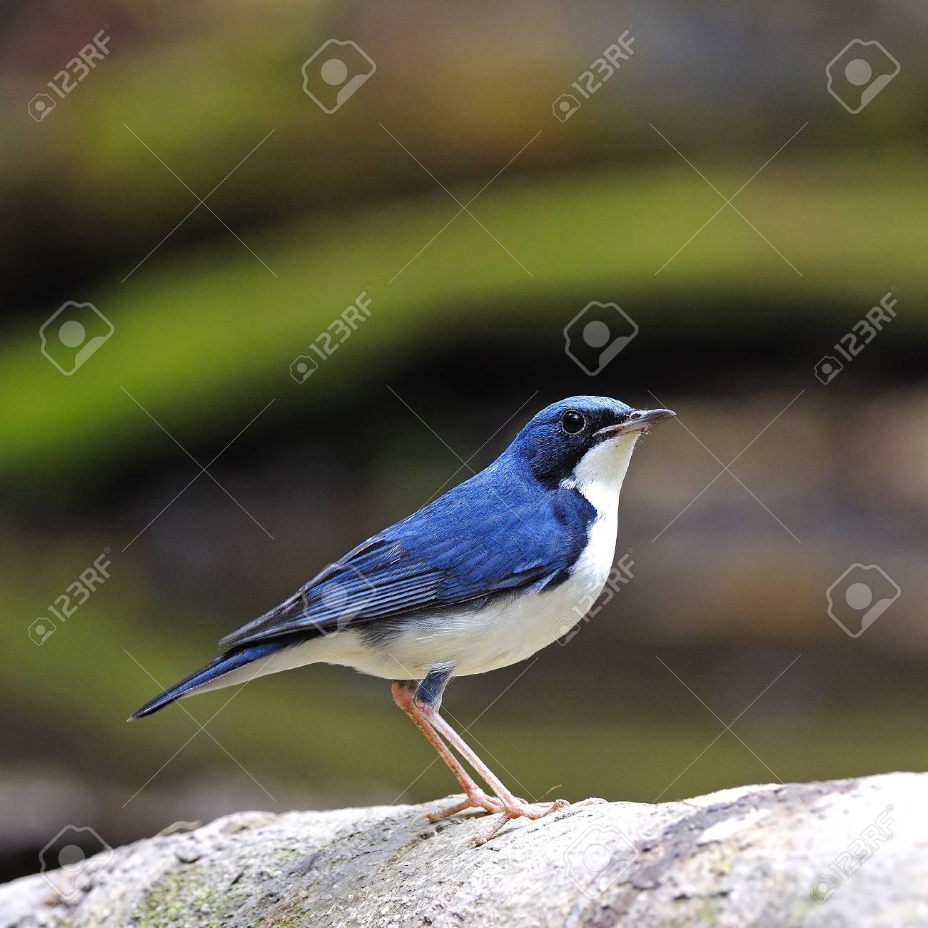 Petit Oiseau Bleu Mâle Sibérie Bleu Robin Luscinia Cyane Debout Sur Le Journal