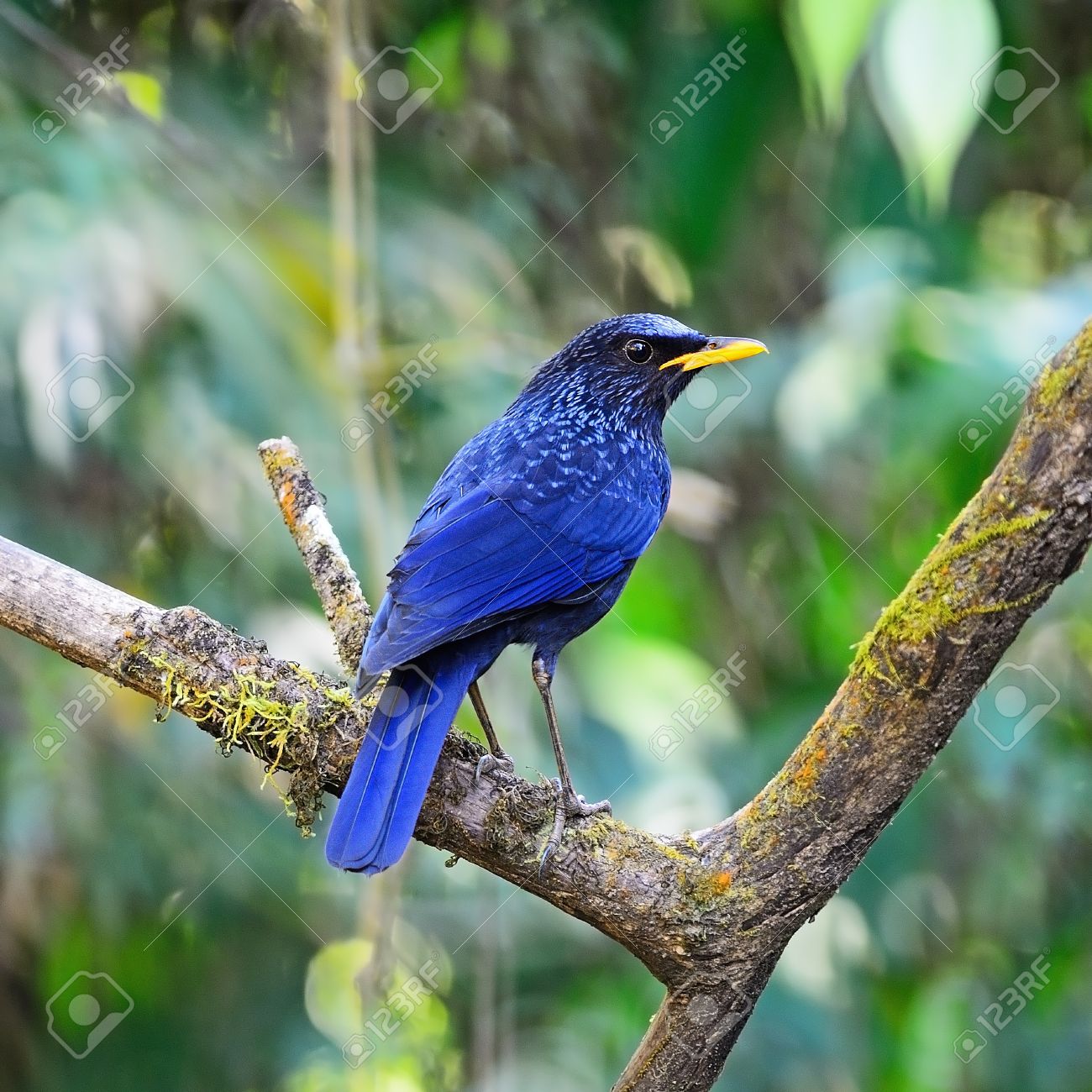 Bleu Violacé Oiseau Bleu Whistling Thrush Myophonus Caeruleus Bec Jaune Debout Sur Une Branche