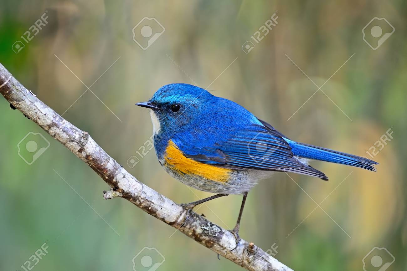 Schoner Blauer Vogel Mannliches Himalaja Bluetail Tarsiger Rufilatus Stehend Auf Einer Niederlassung Seitenprofil Lizenzfreie Fotos Bilder Und Stock Fotografie Image