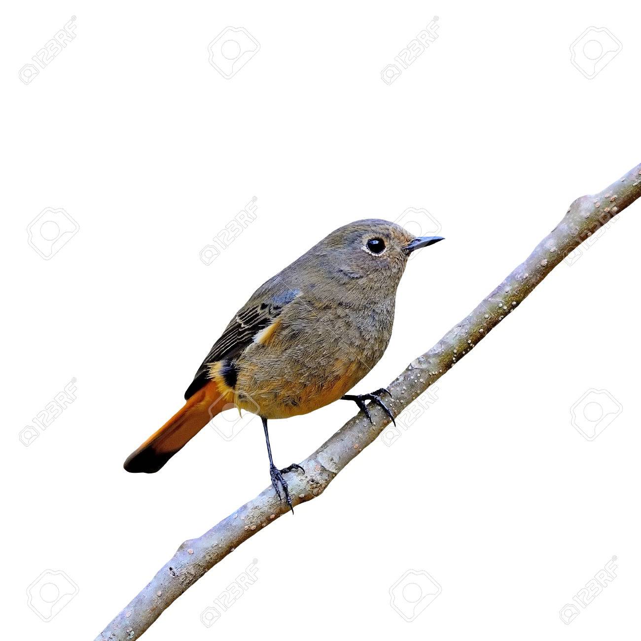 Bel Oiseau Marron Et Orange Rougequeue à Front Bleu Femelle Frontalis Phoenicurus Profil Latéral Isolé Sur Un Fond Blanc
