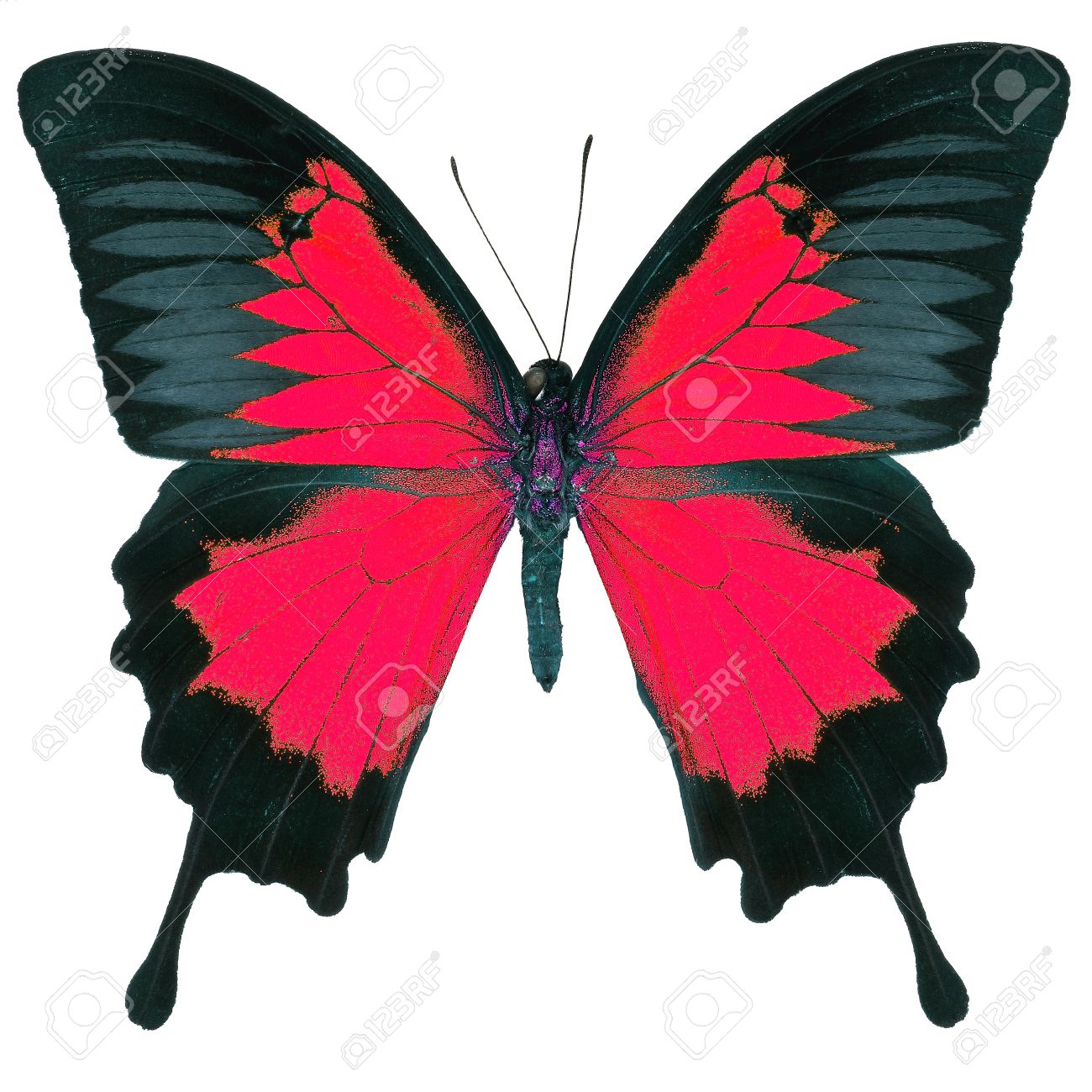 美しい赤い蝶、青い天皇山青 (オオルリアゲハ) 派手なカラー