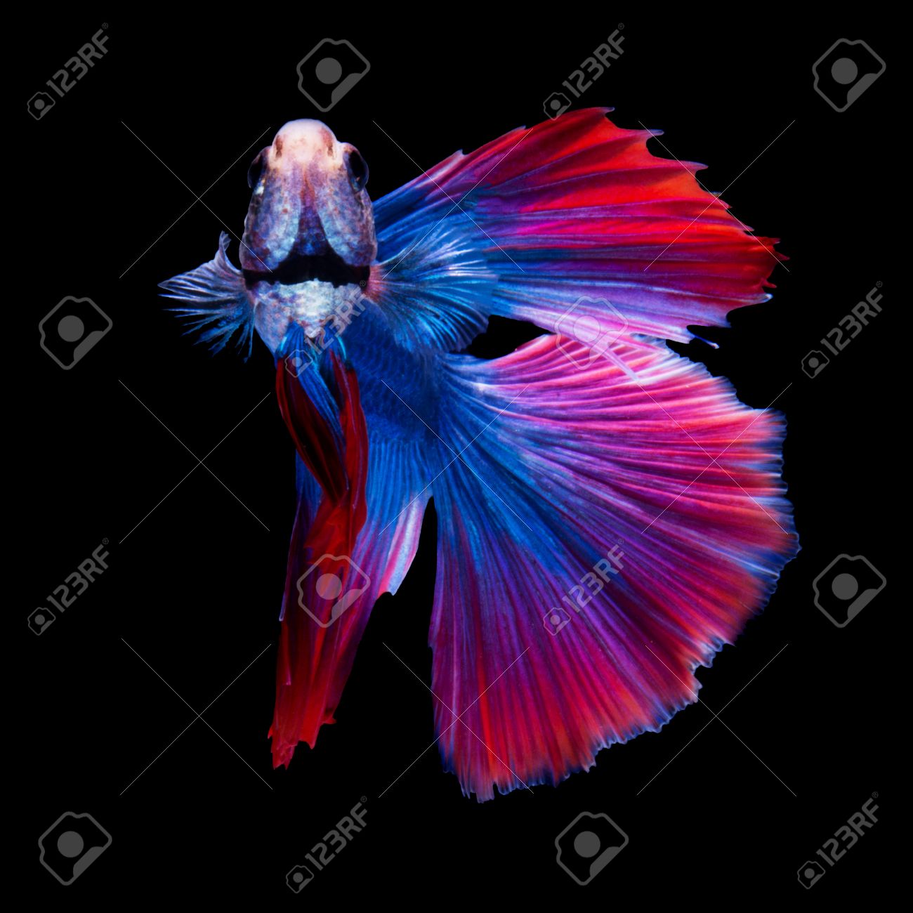 blue red betta fish