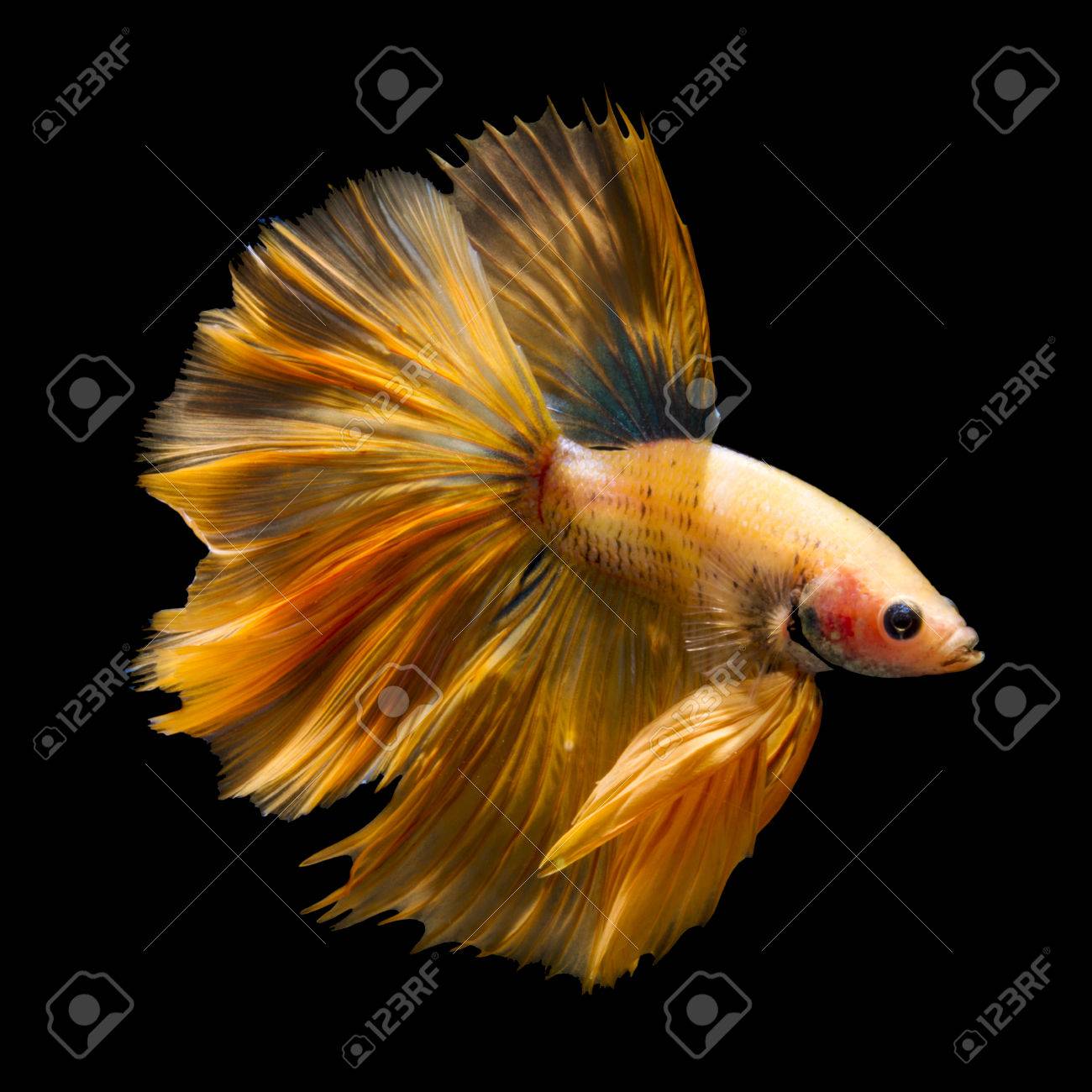 戦闘魚 Betta の魚 半月の尾プロファイル 黒い背景にオレンジ色のシャム の写真素材 画像素材 Image 45856902
