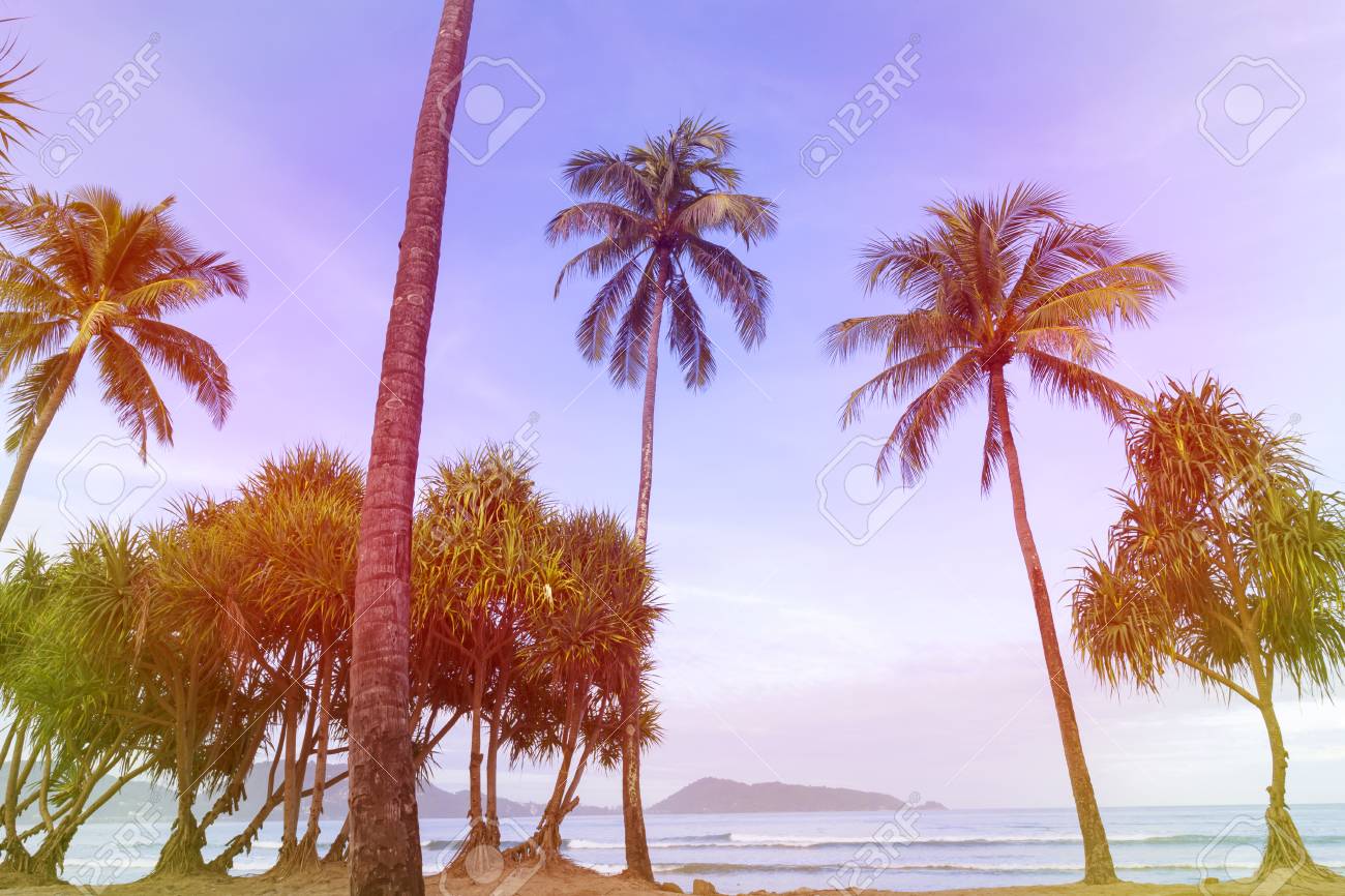 夏のシーズンのビーチでヤシの木のカラフルな色 の写真素材 画像素材 Image