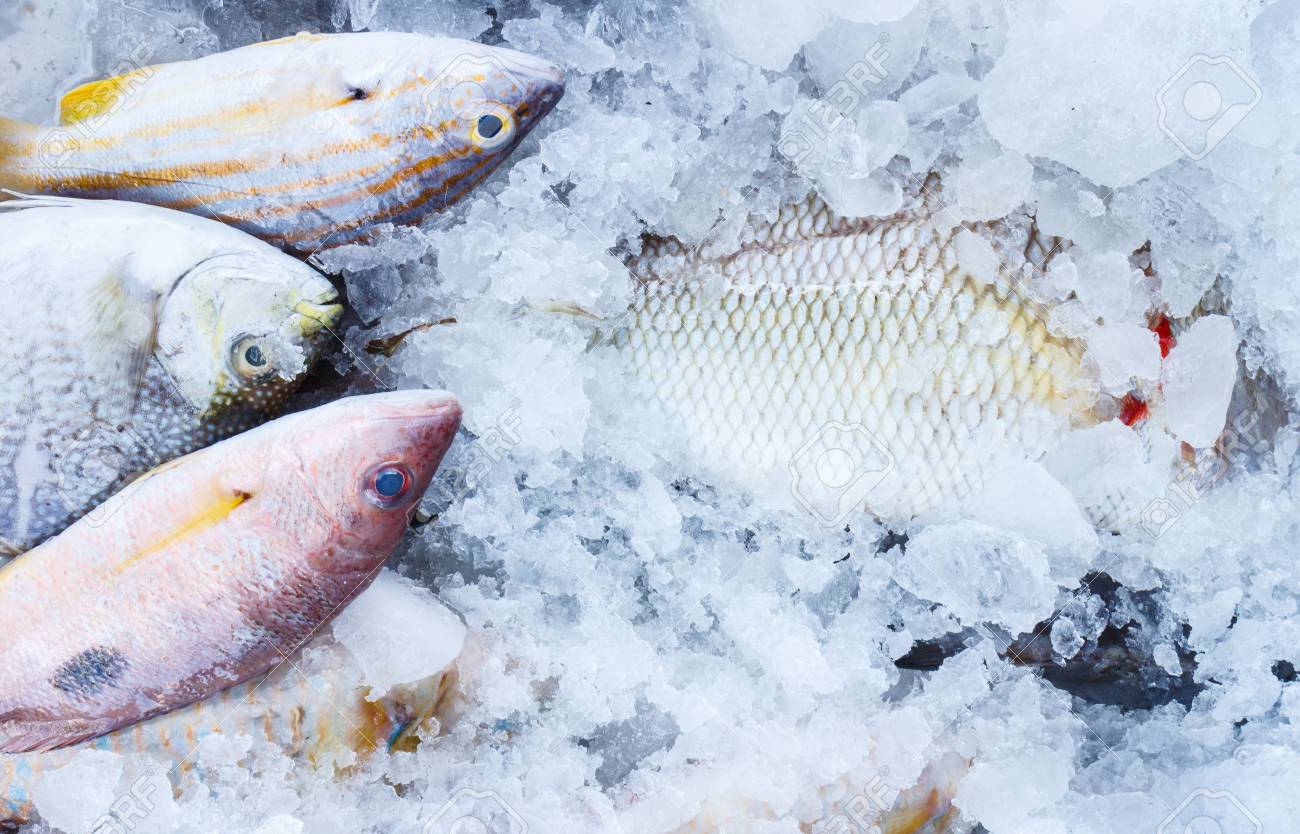 Fish on ice Clearance