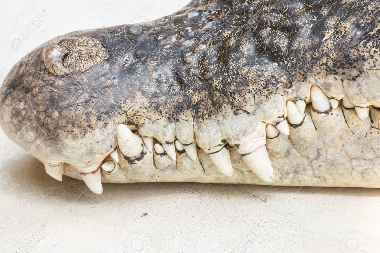 特大！ワニの牙☆歯