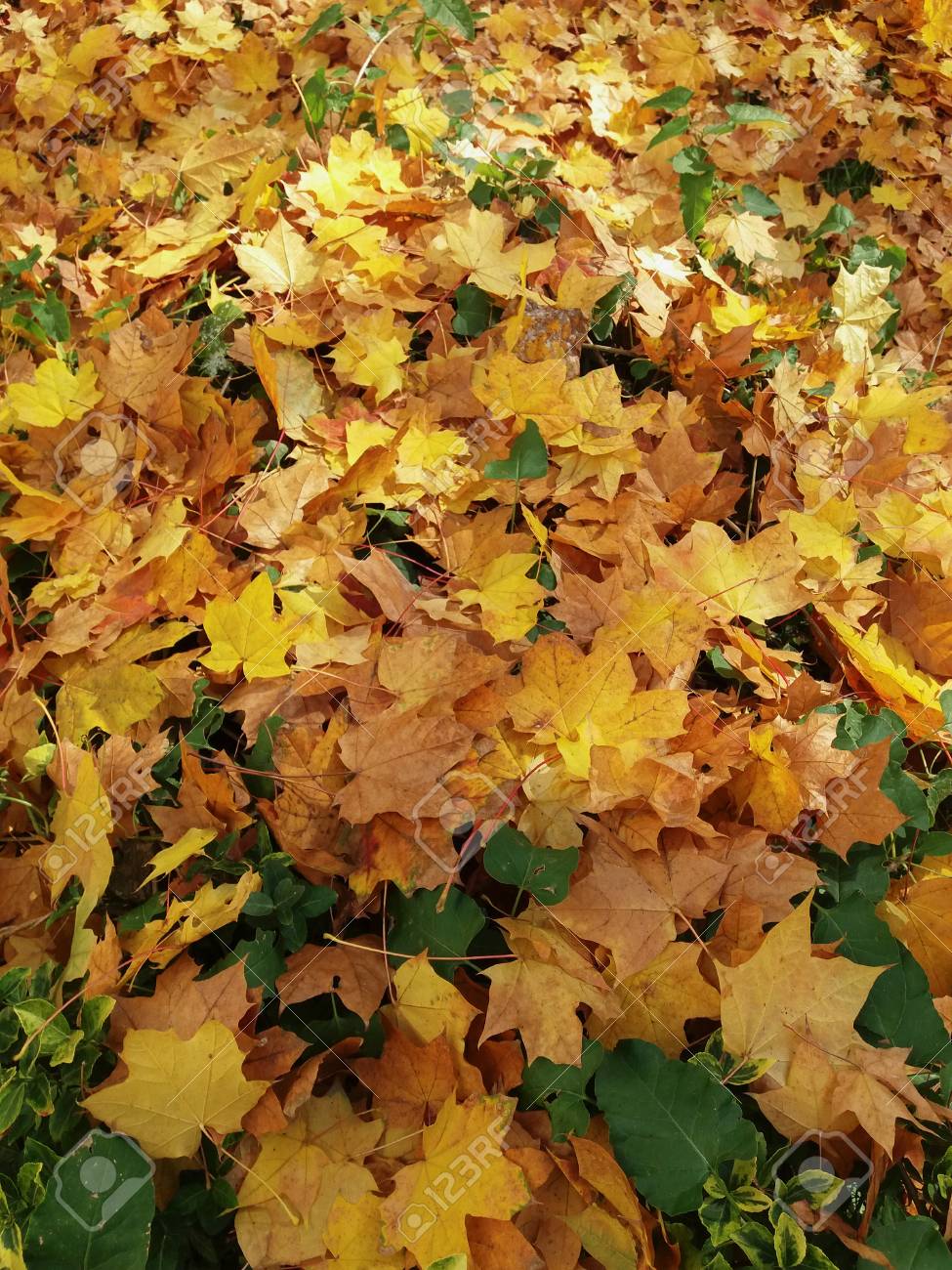 Autumn Leaves Sycamore Tree Platanus Occidentalis Fallen Stock Photo Picture And Royalty Free Image Image 91712589