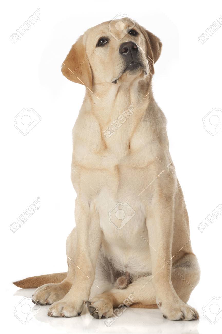 美しいラブラドル レトリーバー犬 シャンパン色の白の背景に分離 の写真素材 画像素材 Image