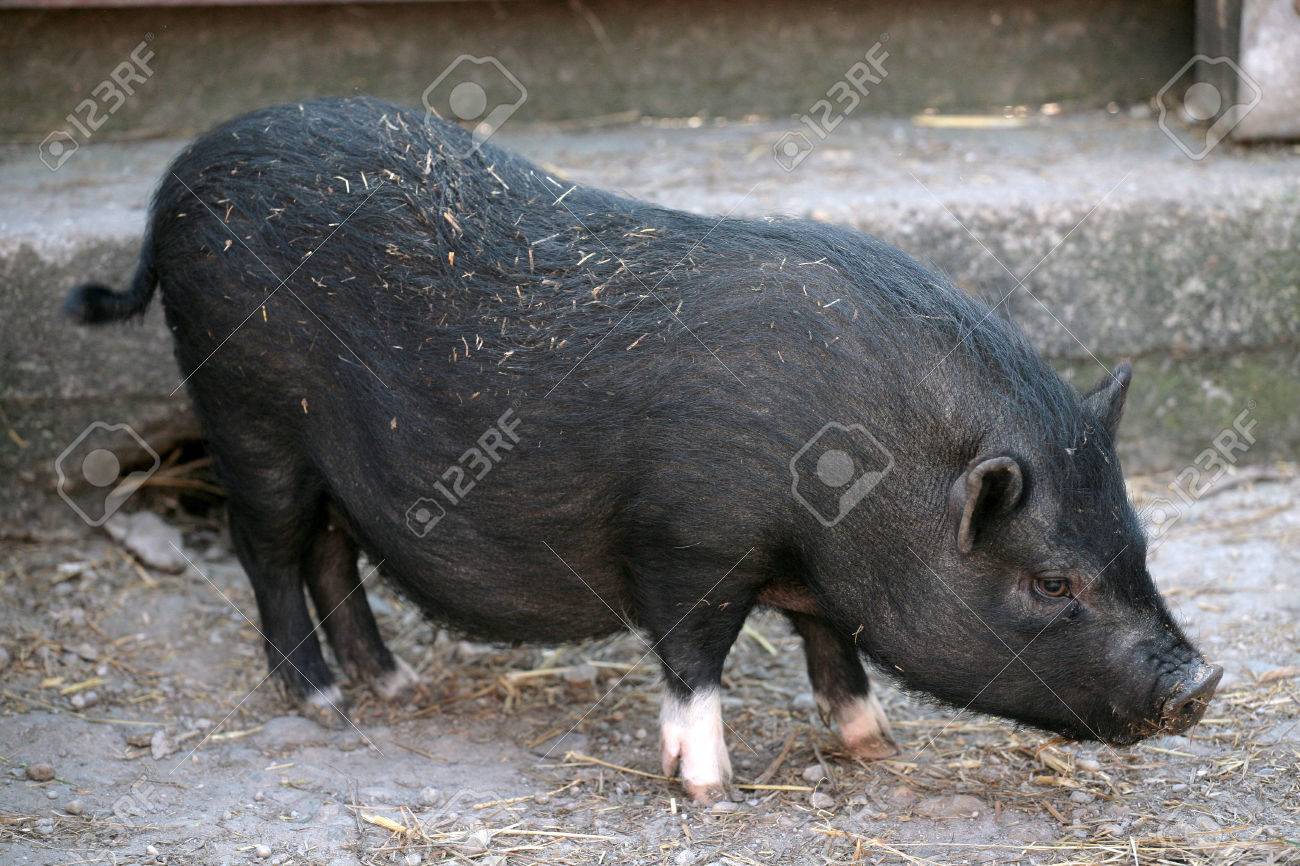Bebe Cochon Noir Sur La Basse Cour Banque D Images Et Photos Libres De Droits Image
