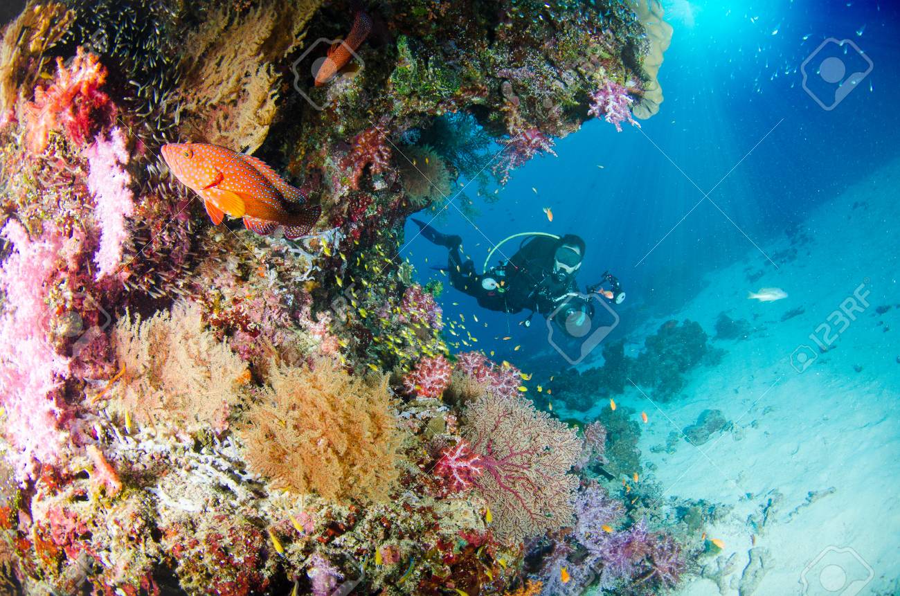サンゴ 魚 スキューバ ダイビング 日光と素晴れらしい 美しい水中の世界 の写真素材 画像素材 Image サンゴ 魚 スキューバ ダイビング 日光と素晴れらしい 美しい水中の世界 の写真素材 画像素材 Image