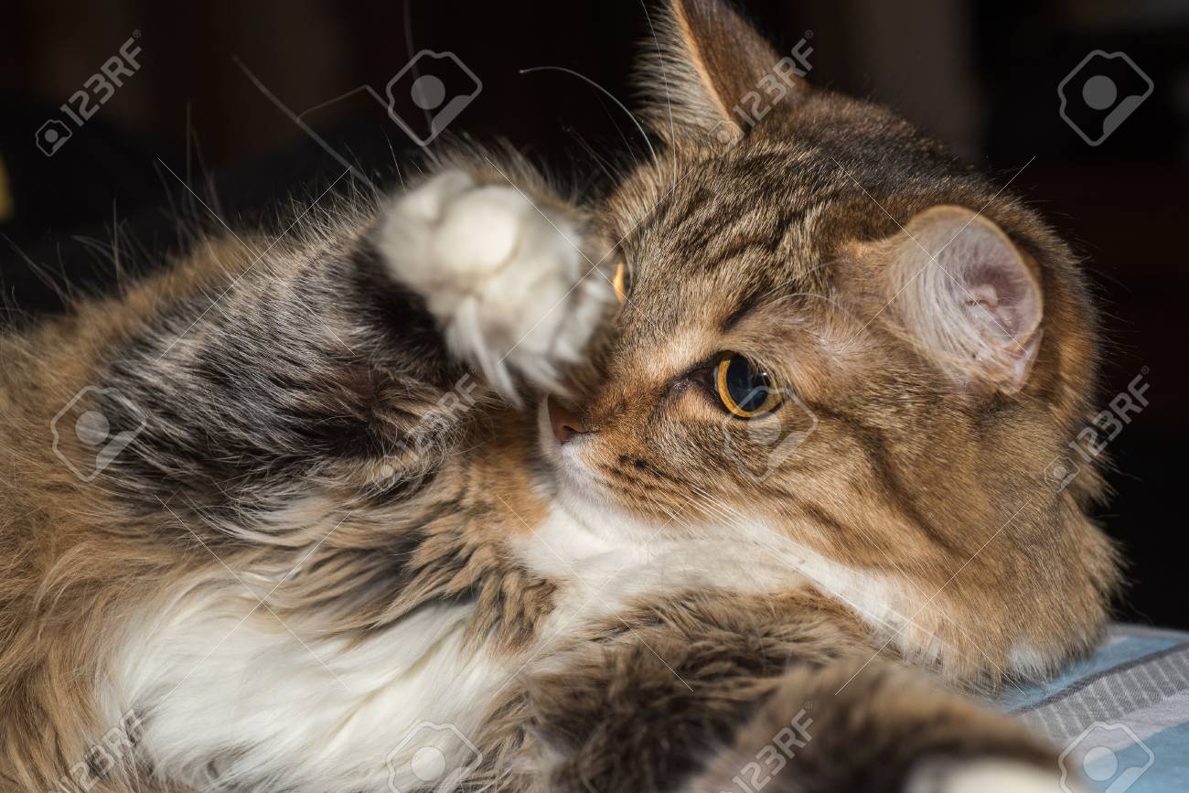 Cat Reposant Chat Sur Un Canapé Dans Coloré Flou Fond Mignon Drôle De Chat Gros Plan Jeune Chat Ludique Sur Un Lit Chat Domestique Chat Détente