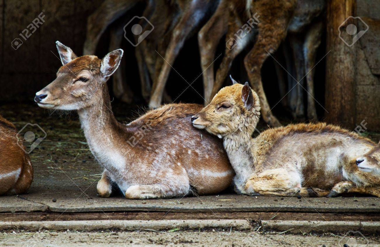 etiam-dictum-ipsum-a-felis