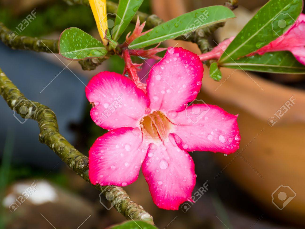 After Rain Water Drop On A Desert Rose Flowers Stock Photo Picture And Royalty Free Image Image 14558017