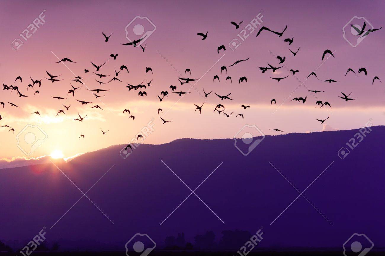 Flock of Birds Flying at the Sunset above Mountian in Golan Heights (North of Israel) - 11784971 Flock of Birds Flying at the Sunset above Mountian in Golan Heights (North of Israel) - 11784971