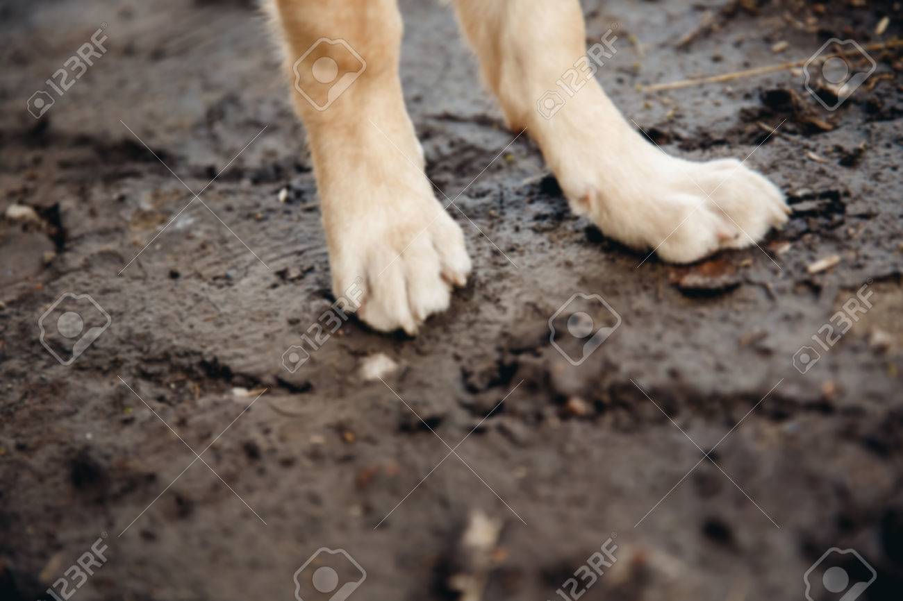 Blurred Background Dog Stands With Paws In The Dirt On The Ground The Concept Of Spoiling The Floor In The Apartment Stock Photo Picture And Royalty Free Image Image 81480127