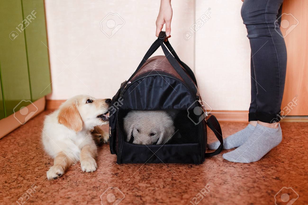labrador carrier