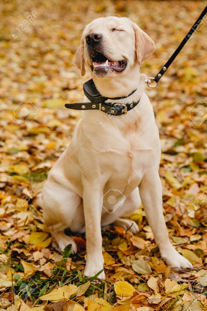 屋外で電気ショック首輪を持つラブラドール犬 の写真素材 画像素材 Image