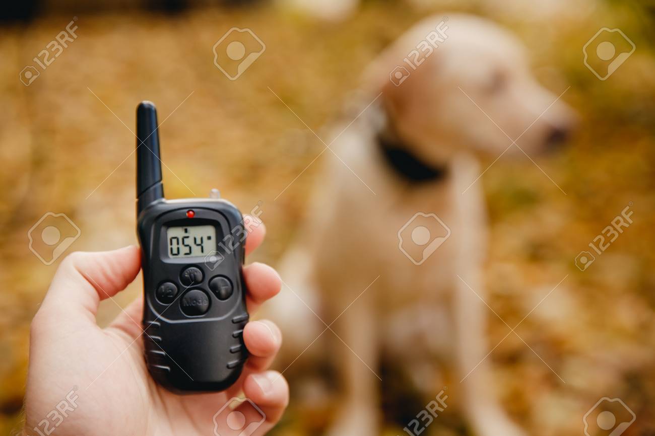 electric shock collar