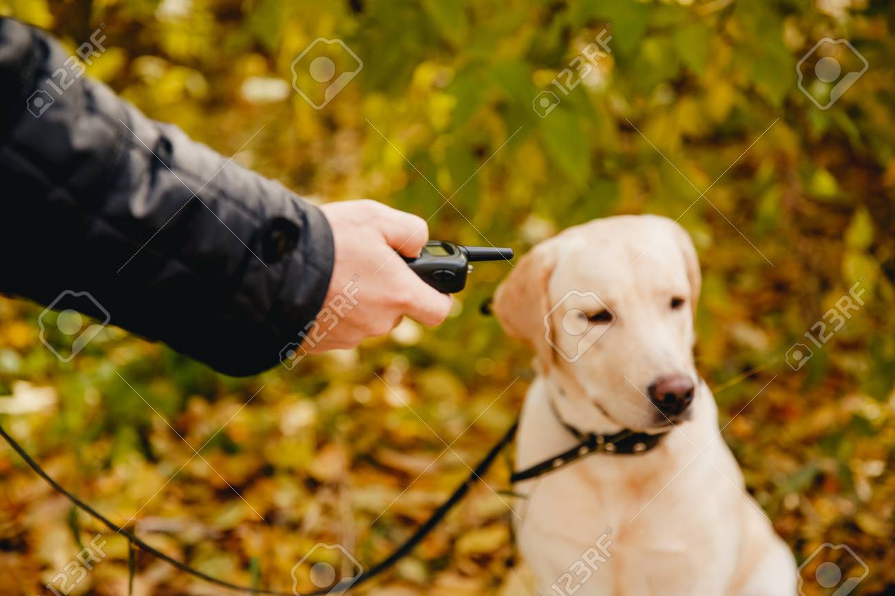 shock collar for golden retriever