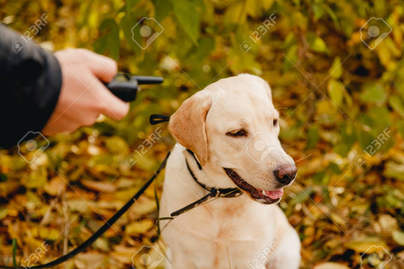 屋外に電気ショックカラーを持つ犬 の写真素材 画像素材 Image