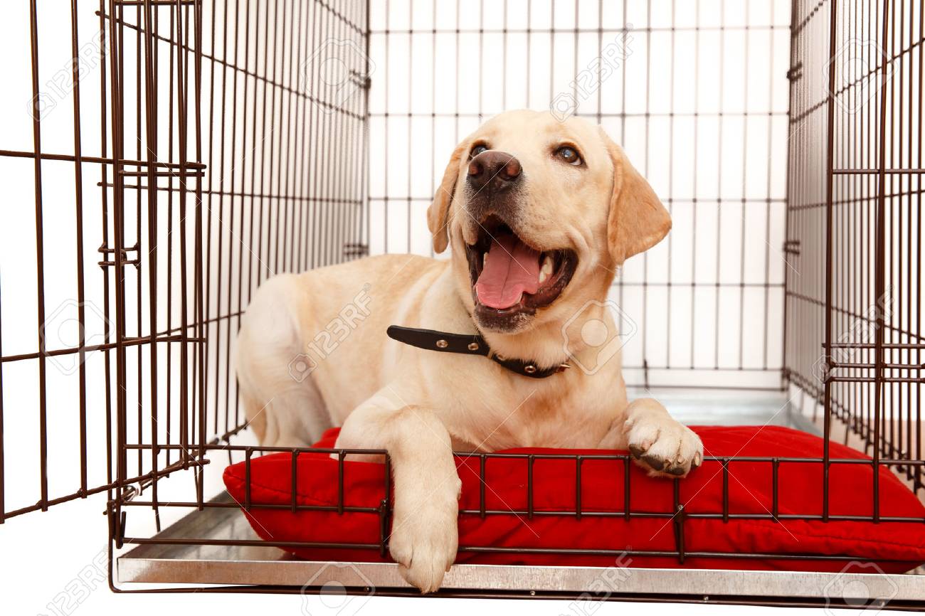 dog in the cage