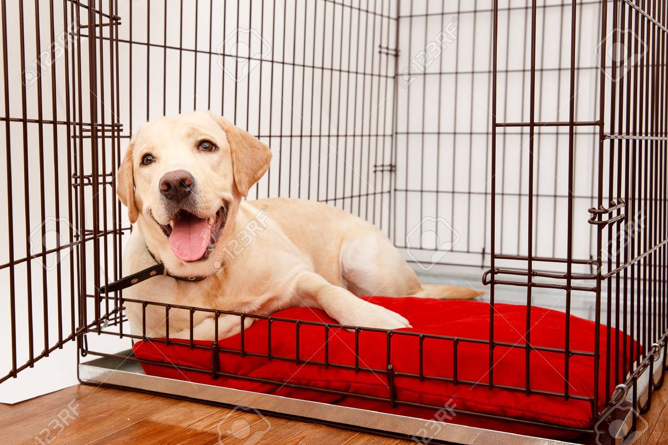 cage for labrador dog
