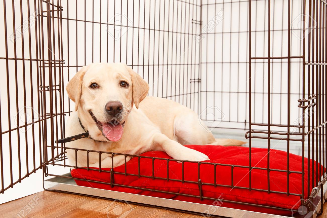 labrador cage