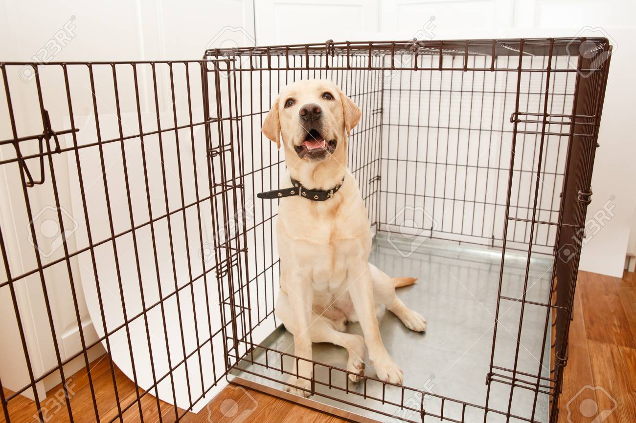labrador cage