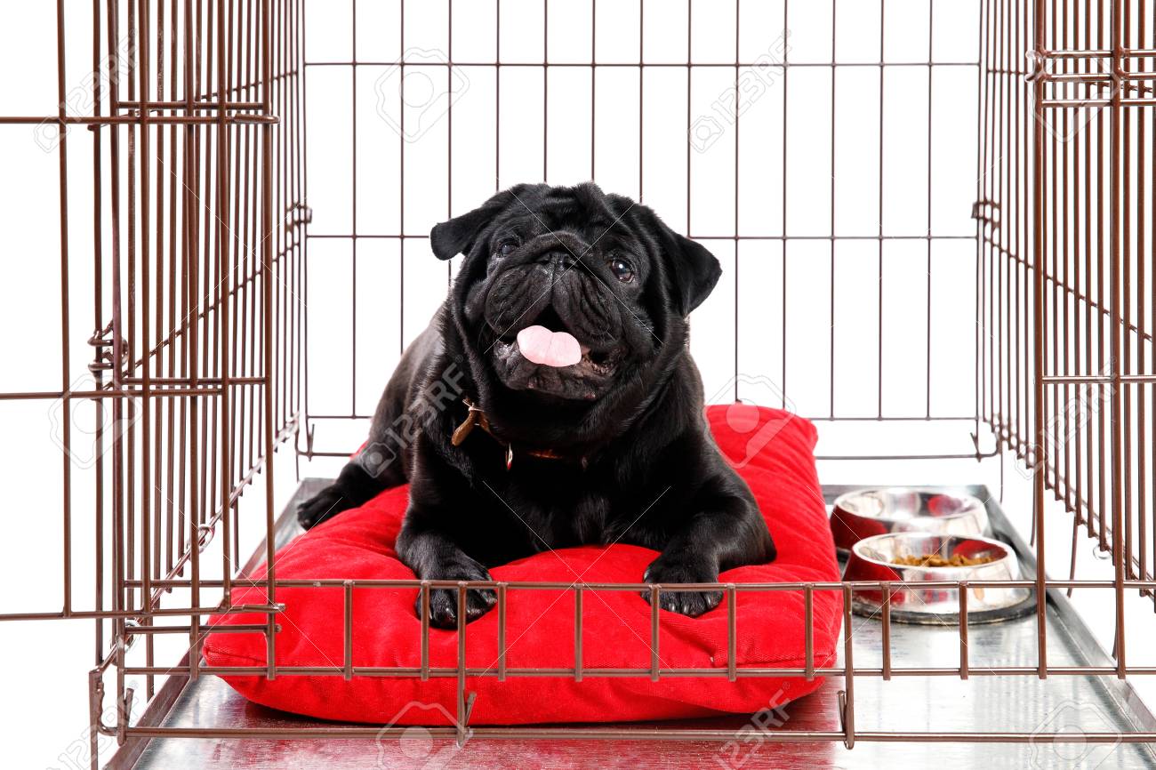 pug crate