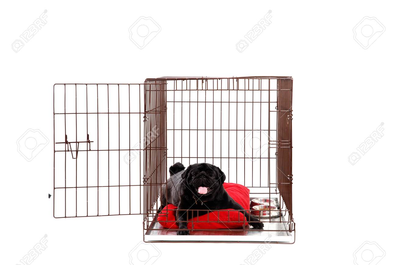 pug crate