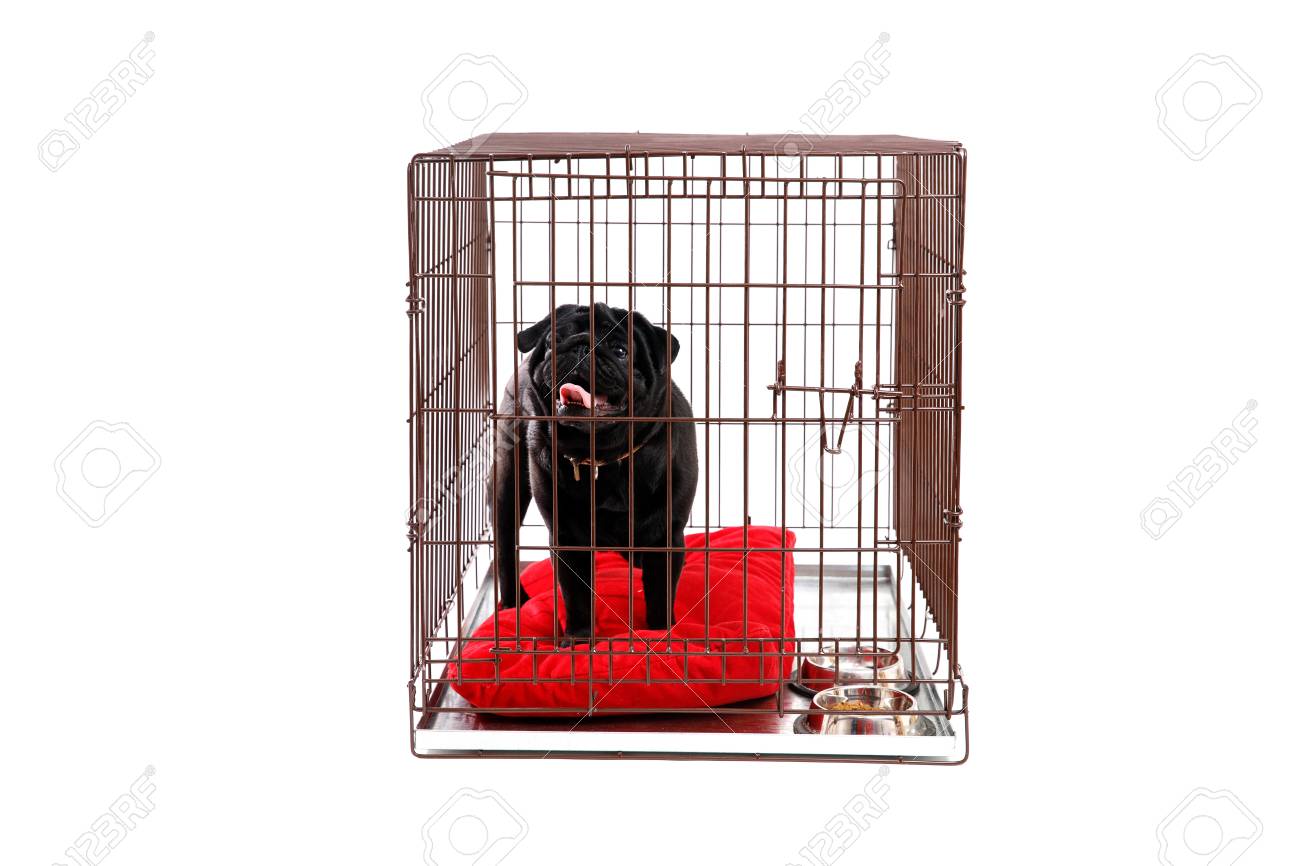 pug in cage