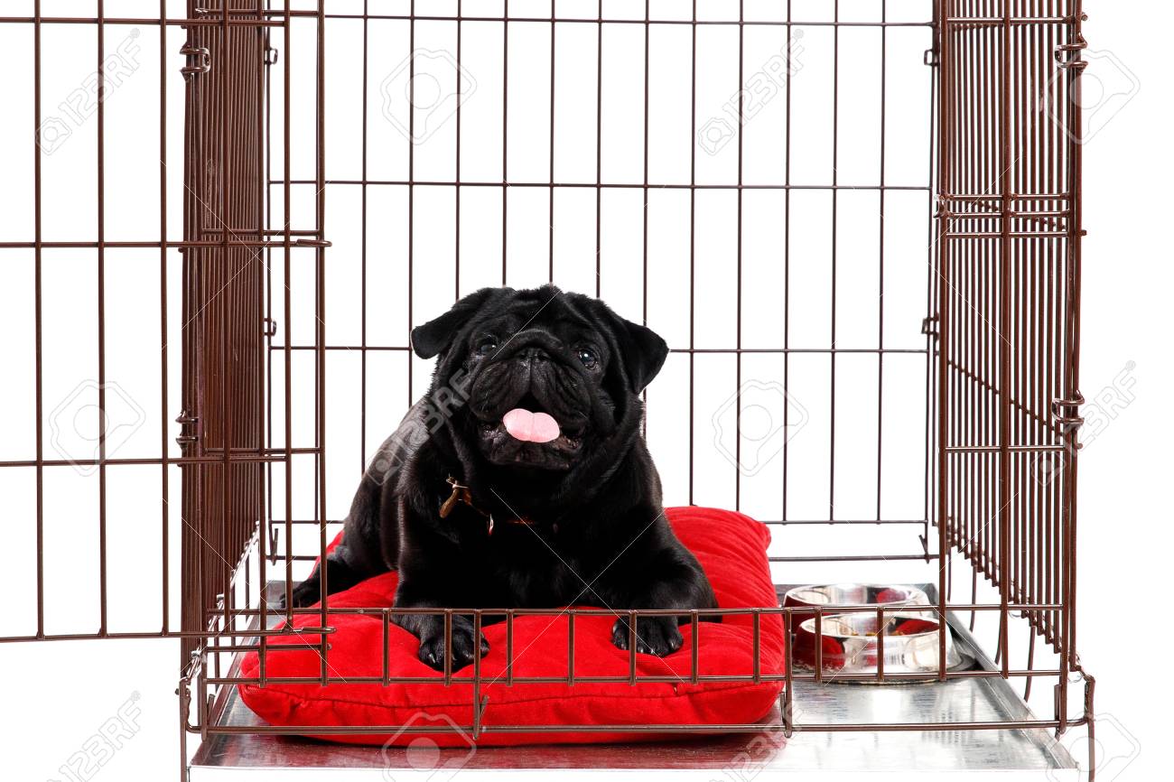 pug dog cage