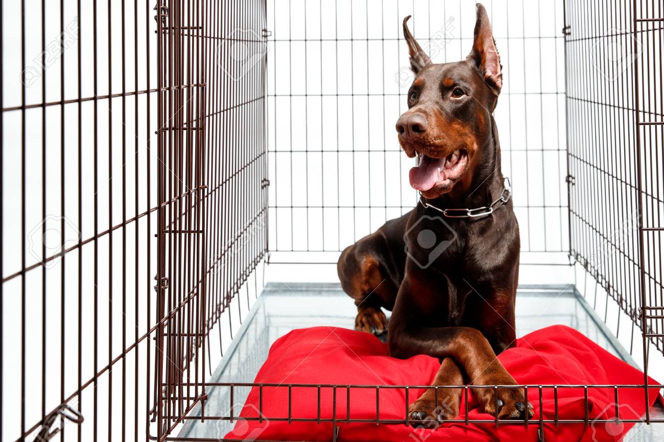 doberman cage