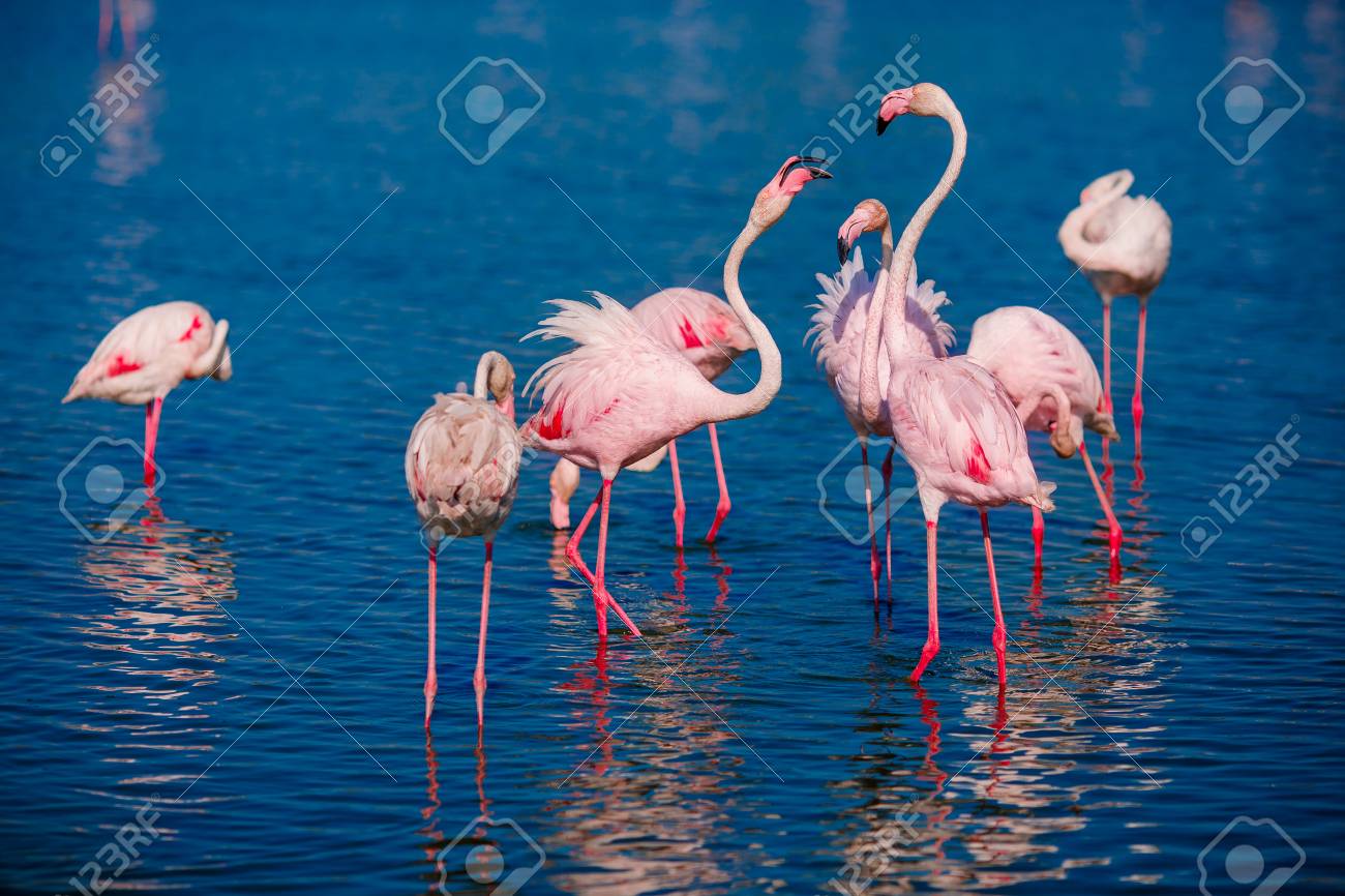 couple in love birds