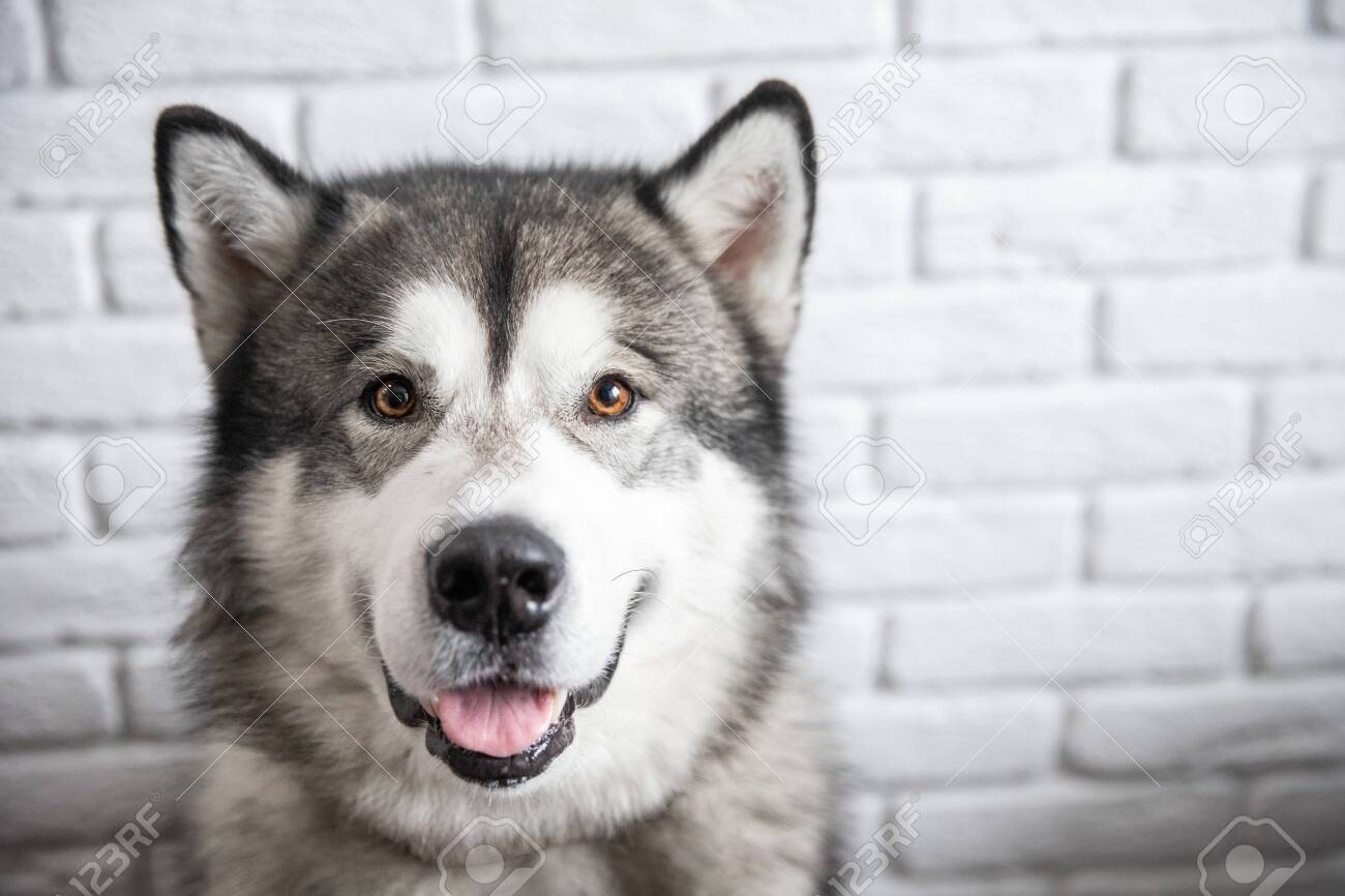 Happy Alaskan Malamute Dog Smiling And Looking Camera On White Wall  Background Banco de Imagens Royalty Free, Ilustrações, Imagens e Banco de  Imagens. Image 132319910., image size:1300x866