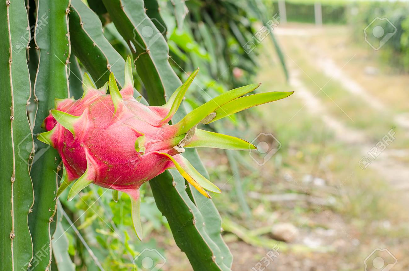 ドラゴン フルーツの木に の写真素材 画像素材 Image