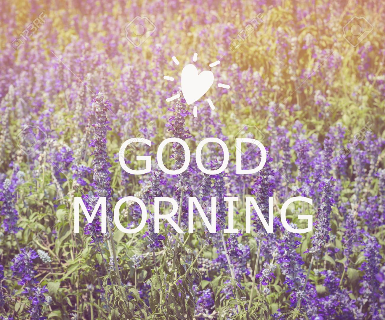 Guten Morgen Bild Blume