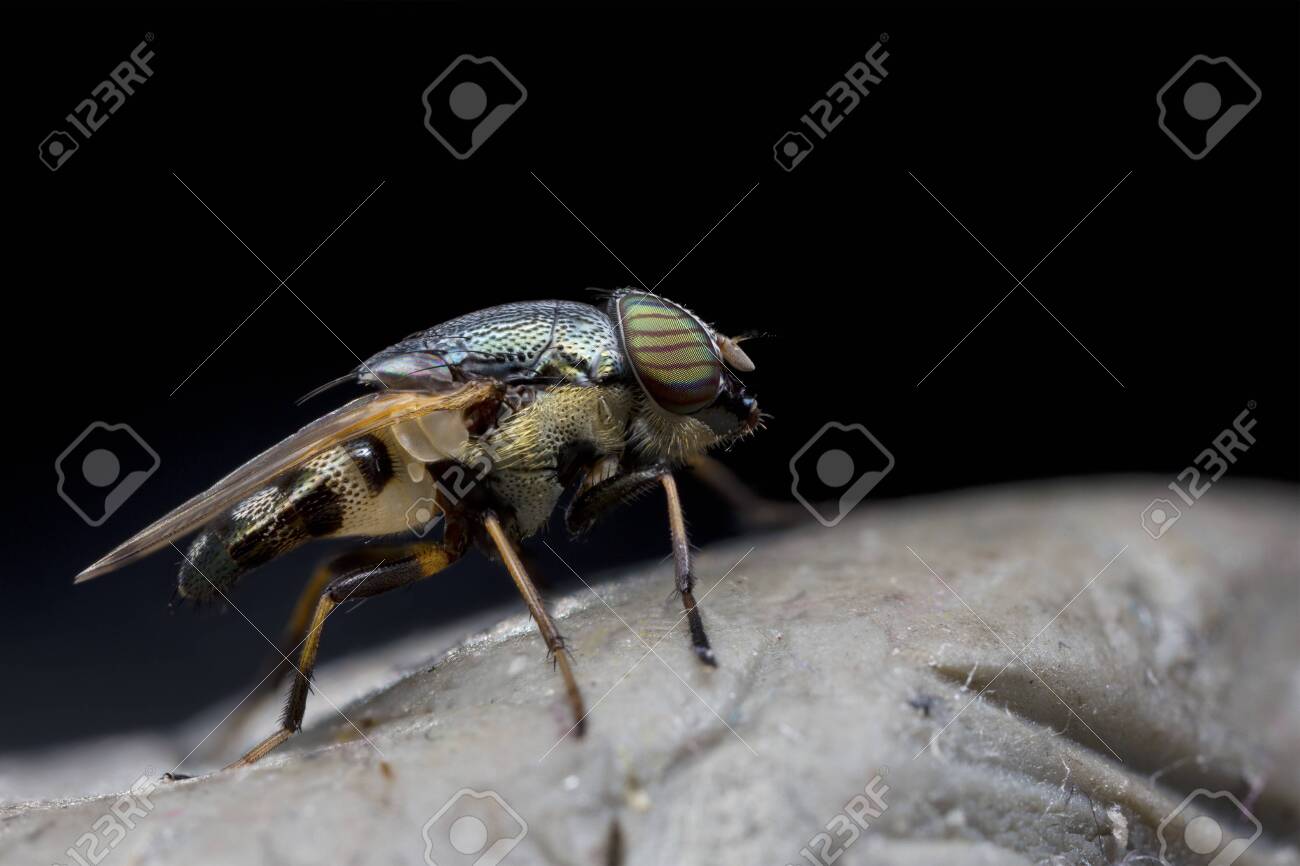 etiam-dictum-ipsum-a-felis