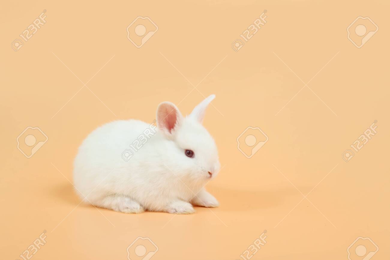 cute white bunny