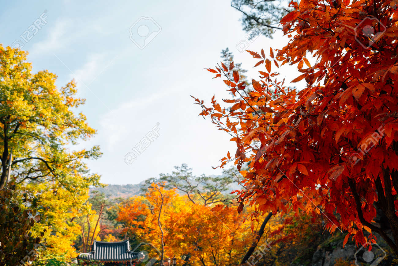 Bukhansan mountain maple forest in Seoul, Korea - 158413807 Bukhansan mountain maple forest in Seoul, Korea - 158413807