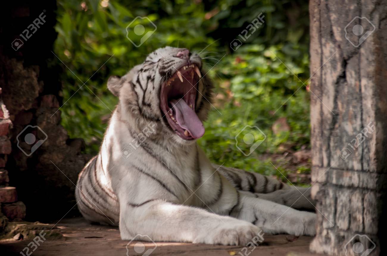 etiam-dictum-ipsum-a-felis