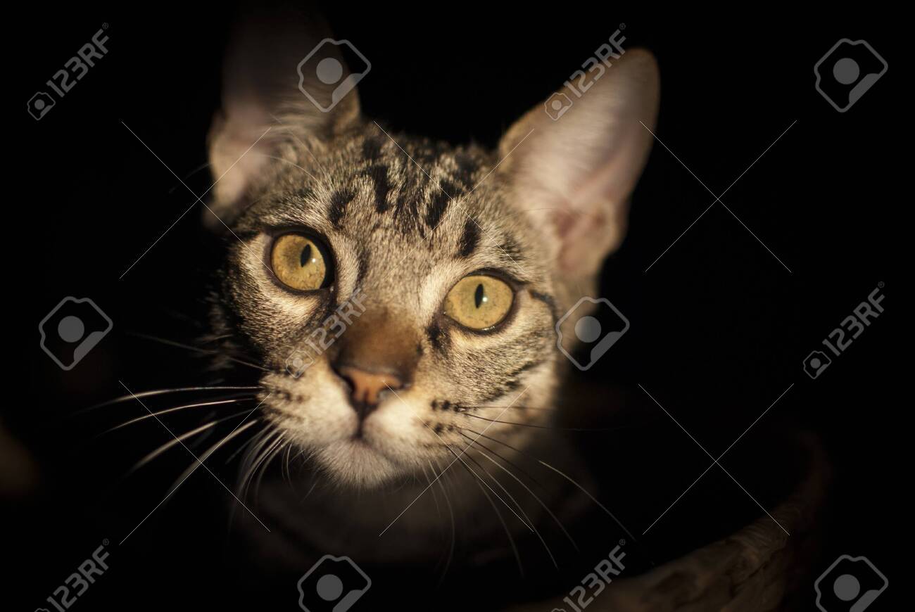 etiam-dictum-ipsum-a-felis