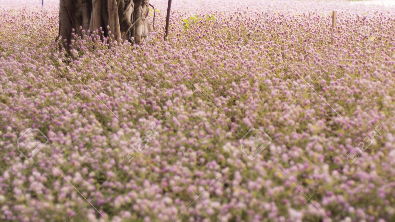 Beautiful Pink Flower Field Autumn Tree Photography Background Stock Photo Picture And Royalty Free Image Image 139212386