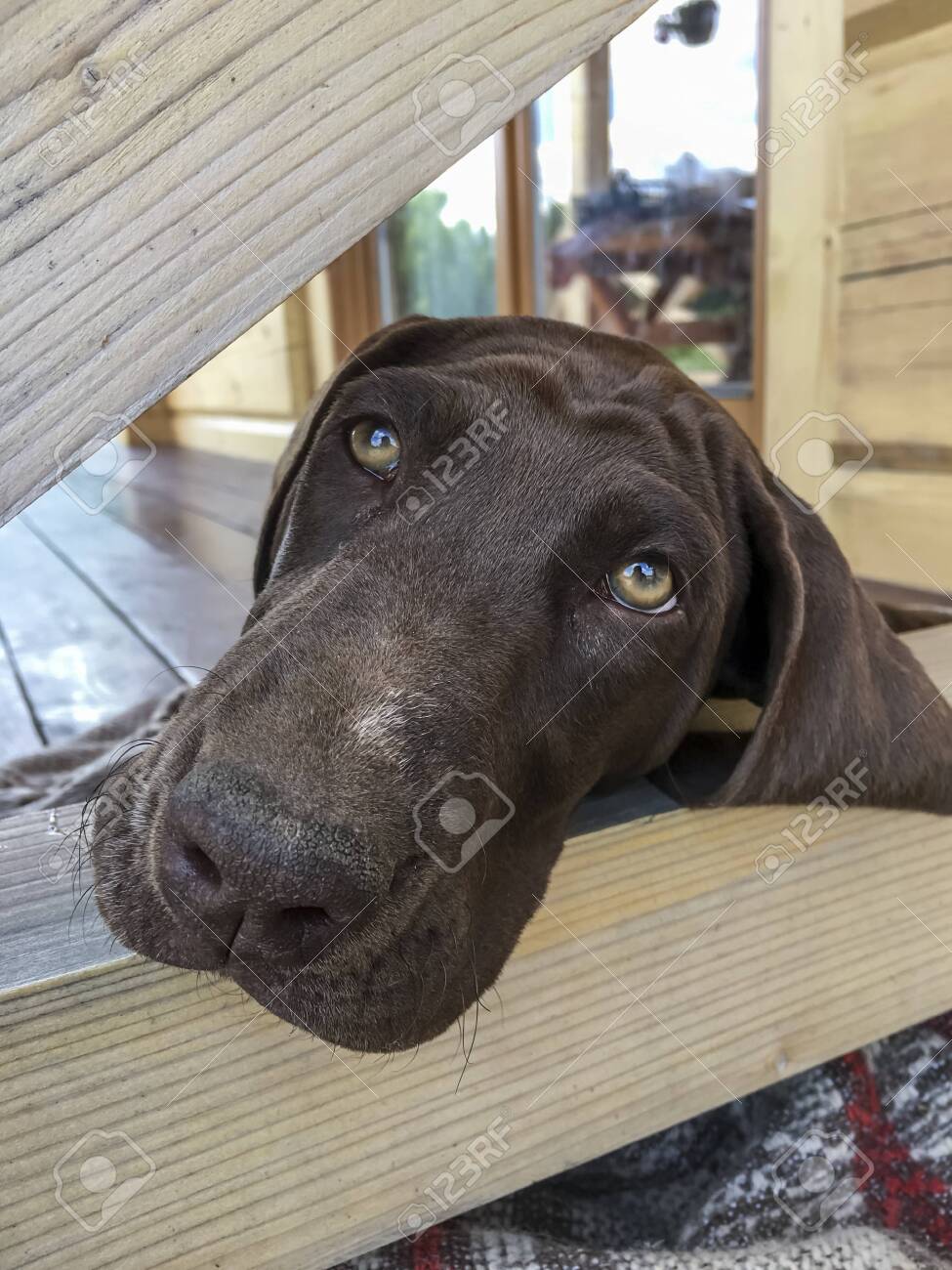 Brown Head Of Puppy Dog Breed German Shorthaired Pointer Stock