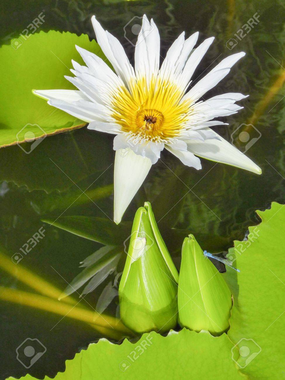 Fleur De Lotus Blanche Avec Centre Jaune Deux Bawtoms Verts Et Feuilles De Lotus Vertes Dans Un étang Deau Claire Sombre Avec Libellule Bleue