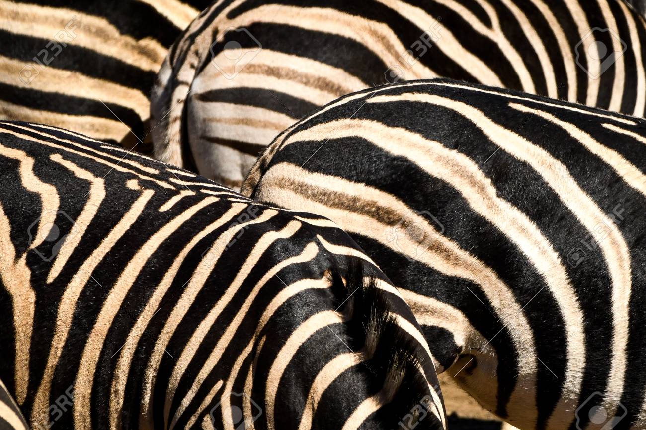 zebra patterns zebra patterns