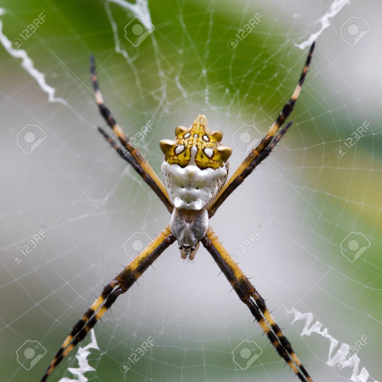 Black And Yellow Argiope Spider On Web In The Garden Stock Photo